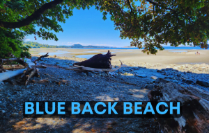 Blue Back Beach